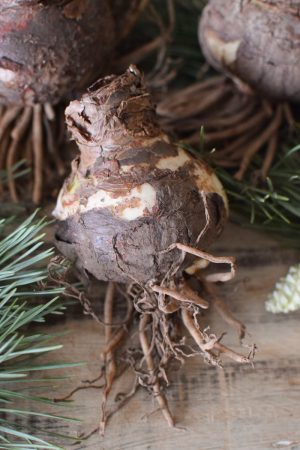 Amaryllis natur mit Wurzeln Zwiebelblüher im Mrs Greenery Shop bestellen