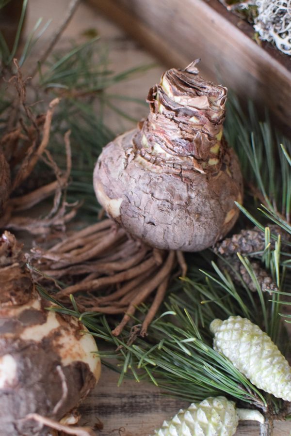 Amaryllis natur mit Wurzeln Zwiebelblüher im Mrs Greenery Shop bestellen