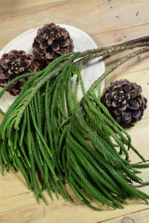 Tannengrün Wintergrün Araukarie Araucaria Naturdeko frisch im Mrs Greenery Shop bestellen kaufen