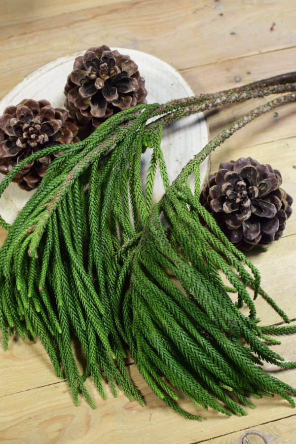 Tannengrün Wintergrün Araukarie Araucaria Naturdeko frisch im Mrs Greenery Shop bestellen kaufen