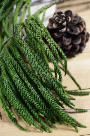 Tannengrün Wintergrün Araukarie Araucaria Naturdeko frisch im Mrs Greenery Shop bestellen kaufen