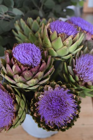 Artischockenblüte frisch und groß. Blüte der Artischocke für deine Sträuße und zum Trocknen