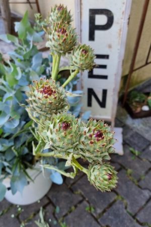Artischocken Artischockenast Artischockenblüte frisch im Mrs Greenery Shop bestellen kaufen