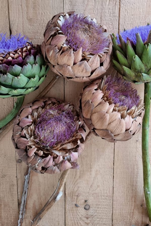 Große Artischockenblüte getrocknet. Artischocke Trockenblume Naturdeko im Mrs Greenery Shop kaufen bestellen