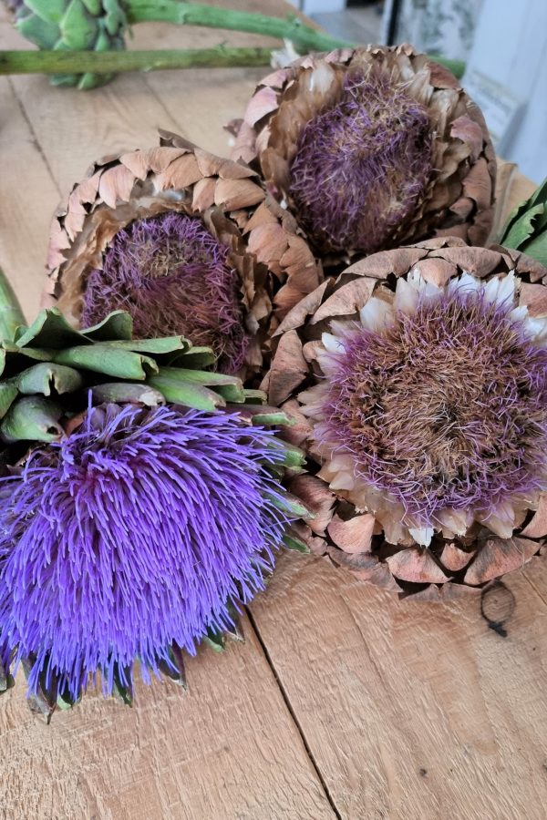 Große Artischockenblüte getrocknet. Artischocke Trockenblume Naturdeko im Mrs Greenery Shop kaufen bestellen