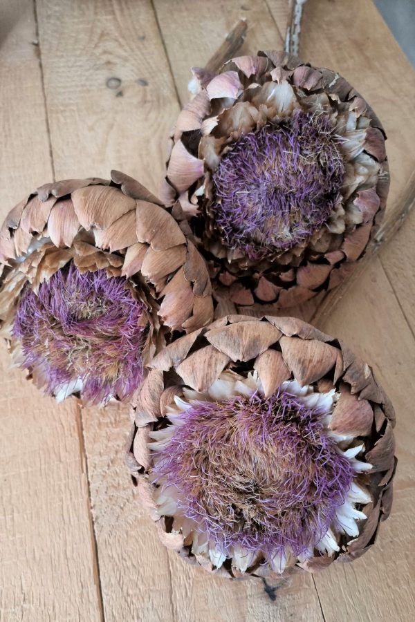 Große Artischockenblüte getrocknet. Artischocke Trockenblume Naturdeko im Mrs Greenery Shop kaufen bestellen