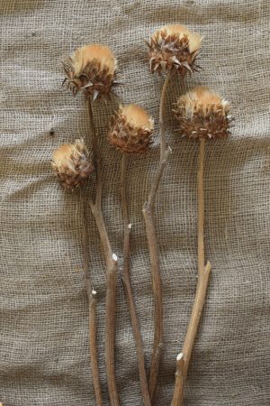 Artischockenblüte getrocknet. Artischocke Trockenblume Naturdeko Kreativ jetzt im Mrs Greenery Shop bestellen kaufen