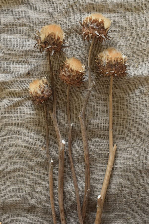 Artischockenblüte getrocknet. Artischocke Trockenblume Naturdeko Kreativ jetzt im Mrs Greenery Shop bestellen kaufen