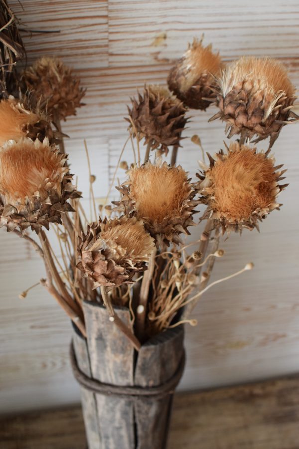 Artischockenblüte getrocknet. Artischocke Trockenblume Naturdeko Kreativ jetzt im Mrs Greenery Shop bestellen kaufen