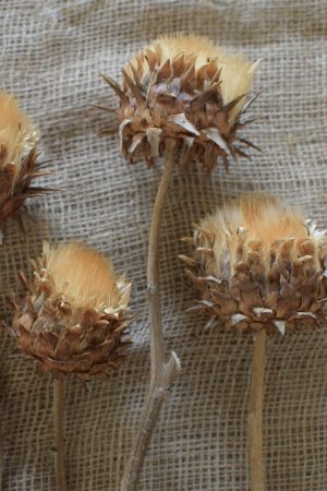 Artischockenblüte getrocknet. Artischocke Trockenblume Naturdeko Kreativ jetzt im Mrs Greenery Shop bestellen kaufen