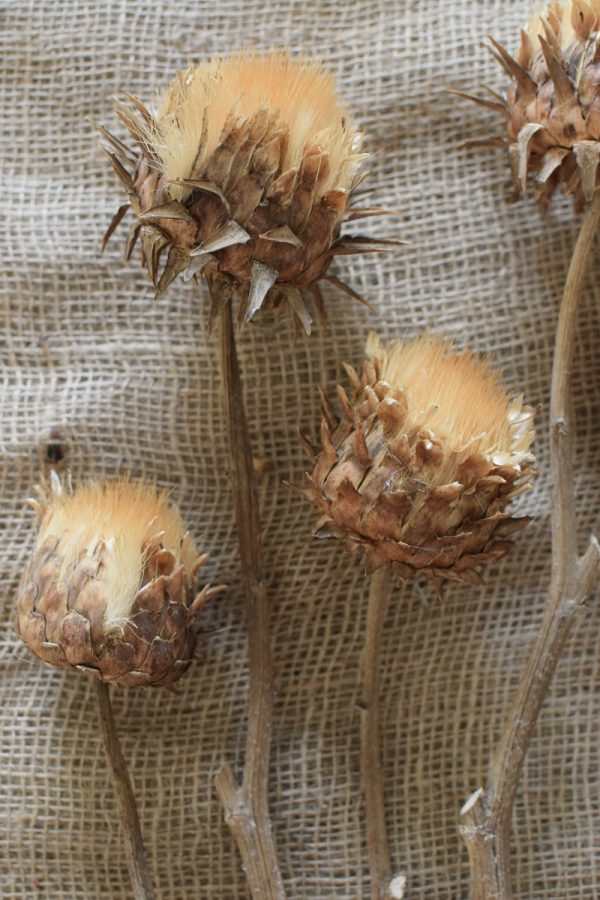 Artischockenblüte getrocknet. Artischocke Trockenblume Naturdeko Kreativ jetzt im Mrs Greenery Shop bestellen kaufen