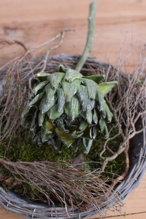 Artischocke getrocknet. Trockenblumen perfekt für deine Naturdeko. Natürlich dekorieren.
