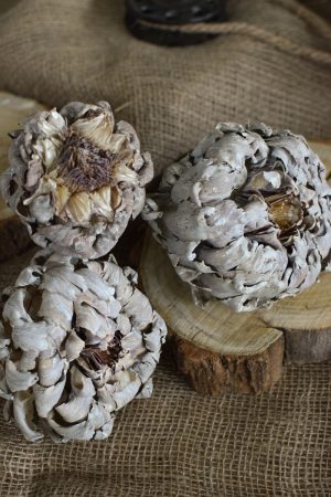 Artischocke getrocknet weiß Trockenblumen Artischocken trocken trocknen Naturdeko Deoidee