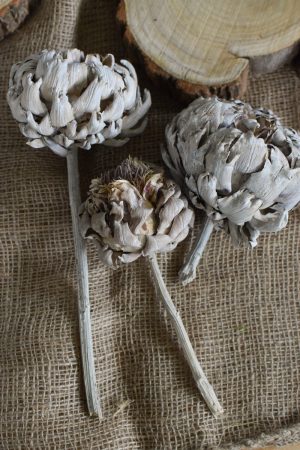 Artischocke getrocknet weiß Trockenblumen Artischocken trocken trocknen Naturdeko Deoidee