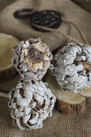 Artischocke getrocknet weiß Trockenblumen Artischocken trocken trocknen Naturdeko Deoidee