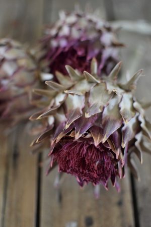 Artischocke rot. Perfekt für deine Naturdekos. Trockenblume Artischocken Kopf getrocknet