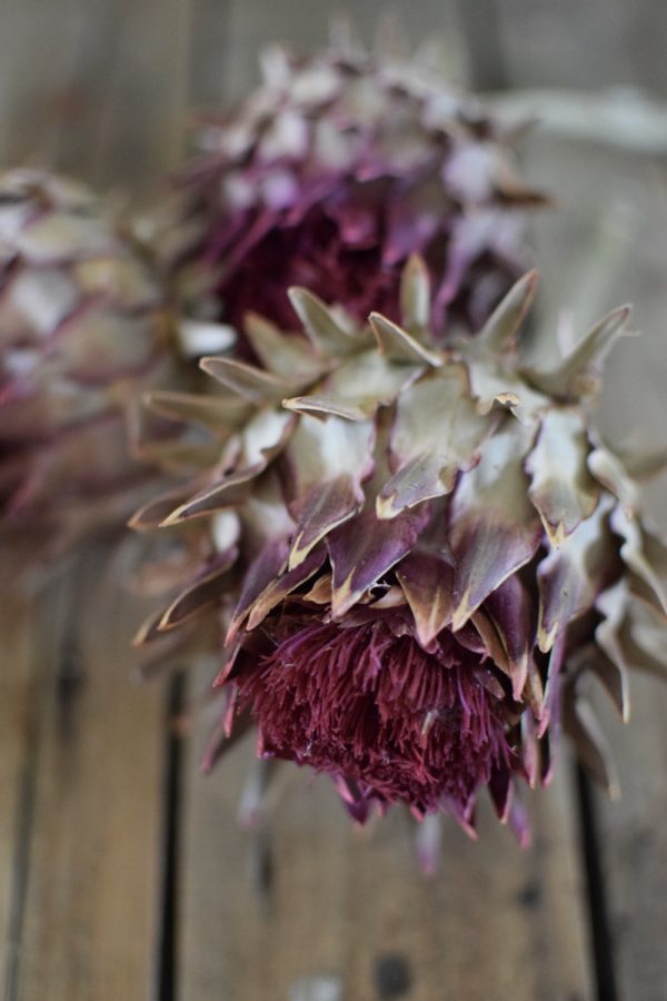 Artischocke rot. Perfekt für deine Naturdekos. Trockenblume Artischocken Kopf getrocknet