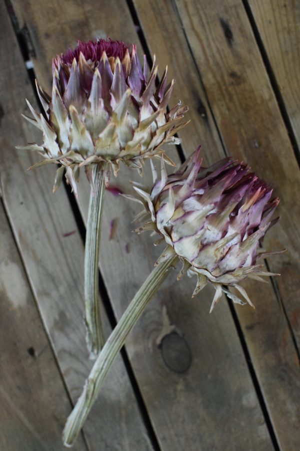 Artischocke rot. Perfekt für deine Naturdekos. Trockenblume Artischocken Kopf getrocknet