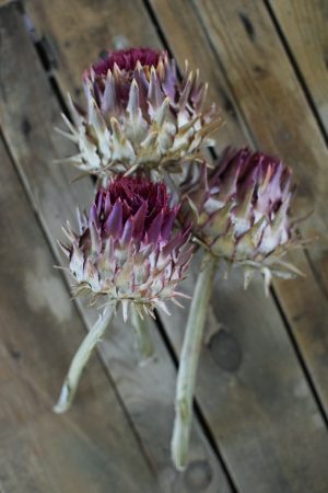 Artischocke rot. Perfekt für deine Naturdekos. Trockenblume Artischocken Kopf getrocknet