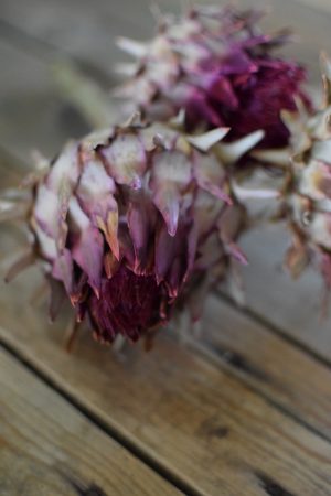 Artischocke rot. Perfekt für deine Naturdekos. Trockenblume Artischocken Kopf getrocknet