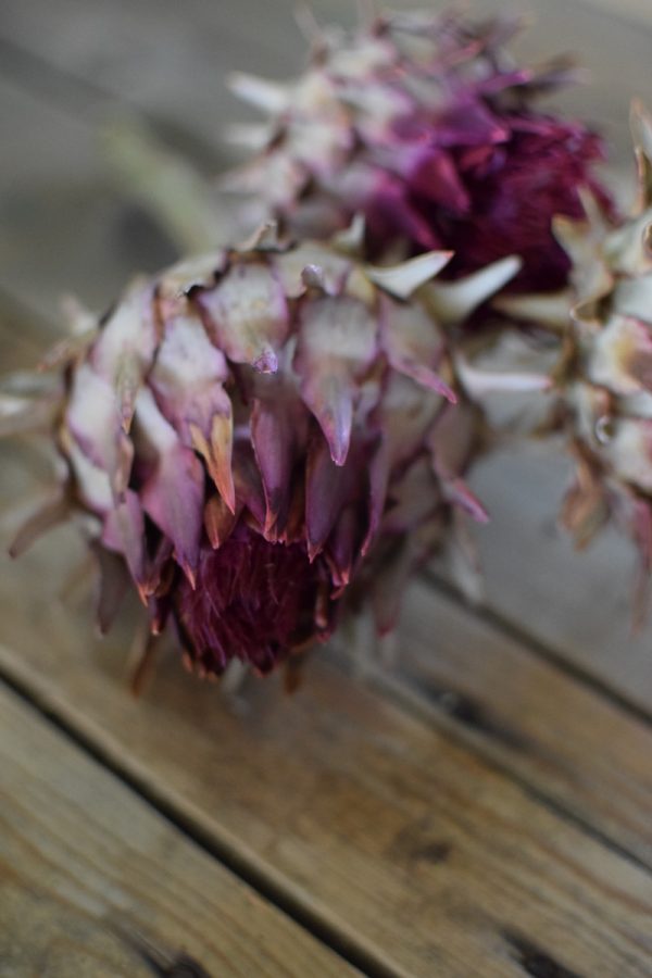 Artischocke rot. Perfekt für deine Naturdekos. Trockenblume Artischocken Kopf getrocknet
