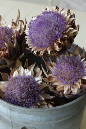 Artischockenblüte getrocknet. Artischocke Trockenblume Naturdeko im Mrs Greenery Shop kaufen bestellen