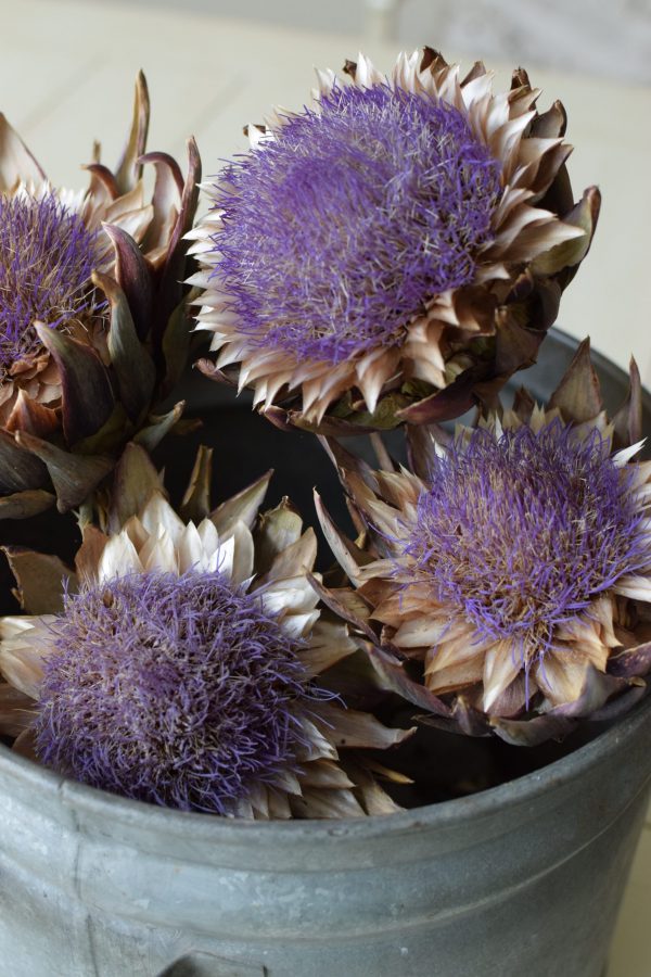 Artischockenblüte getrocknet. Artischocke Trockenblume Naturdeko im Mrs Greenery Shop kaufen bestellen