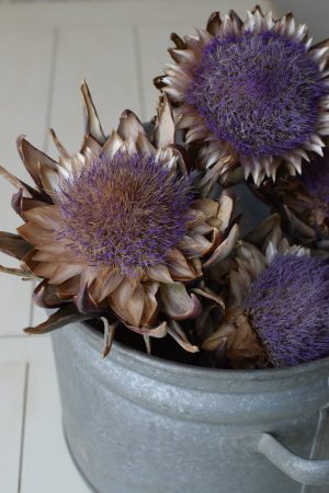 Artischockenblüte getrocknet. Artischocke Trockenblume Naturdeko im Mrs Greenery Shop kaufen bestellen