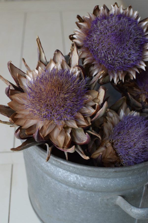 Artischockenblüte getrocknet. Artischocke Trockenblume Naturdeko im Mrs Greenery Shop kaufen bestellen