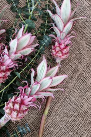 baby ananas mini dekoananas sommerdeko pink deko mit naturmaterial rosa dekofrucht im Mrs Greenery Shop