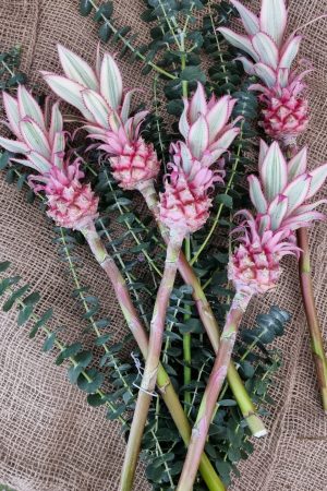 baby ananas mini dekoananas sommerdeko pink deko mit naturmaterial rosa dekofrucht im Mrs Greenery Shop
