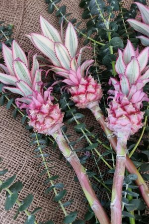 baby ananas mini dekoananas sommerdeko pink deko mit naturmaterial rosa dekofrucht im Mrs Greenery Shop