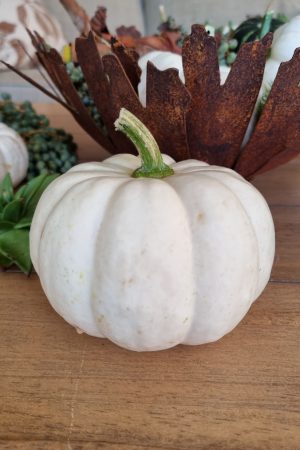 Kürbis Baby Boo Casperita Zierkürbis Herbstdeko Deko herbstlich dekorieren Kürbis weiß im Mrs Greenery Shop bestellen kaufen