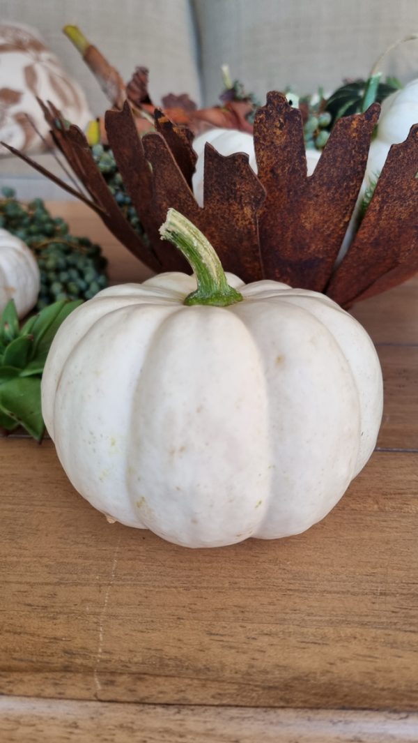 Kürbis Baby Boo Casperita Zierkürbis Herbstdeko Deko herbstlich dekorieren Kürbis weiß im Mrs Greenery Shop bestellen kaufen
