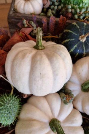 Kürbis Baby Boo Casperita Zierkürbis Herbstdeko Deko herbstlich dekorieren Kürbis weiß im Mrs Greenery Shop bestellen kaufen