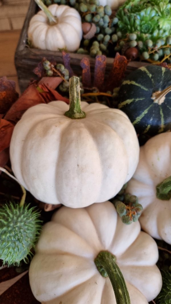 Kürbis Baby Boo Casperita Zierkürbis Herbstdeko Deko herbstlich dekorieren Kürbis weiß im Mrs Greenery Shop bestellen kaufen