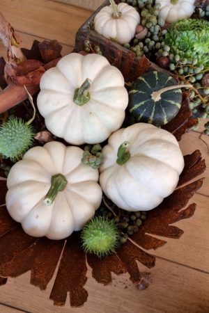 Kürbis Baby Boo Casperita Zierkürbis Herbstdeko Deko herbstlich dekorieren Kürbis weiß im Mrs Greenery Shop bestellen kaufen
