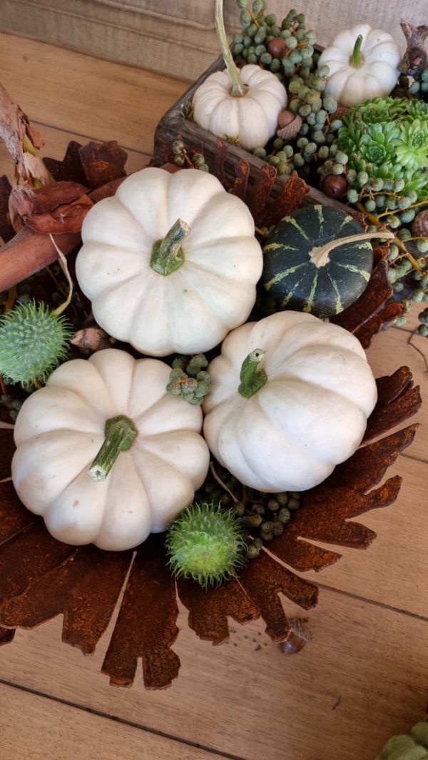 Kürbis Baby Boo Casperita Zierkürbis Herbstdeko Deko herbstlich dekorieren Kürbis weiß im Mrs Greenery Shop bestellen kaufen