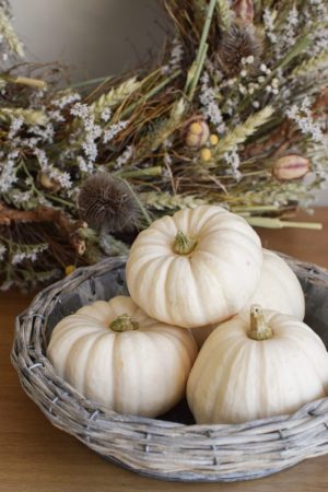 Herbstdeko mit weissen Mini Kürbissen Baby Boo. Der Klassiker der Herbstdeko. Jetzt bestellen! Kürbis klein weiss
