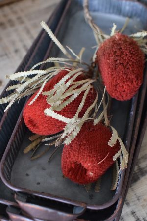 Banksia rot getrocknet Trockenblumen Naturdeko Deko aus dem Mrs Greenery Shop