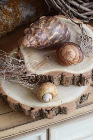 Baumscheibe Akazie Naturdeko Kreativsein Basteln Dekoidee