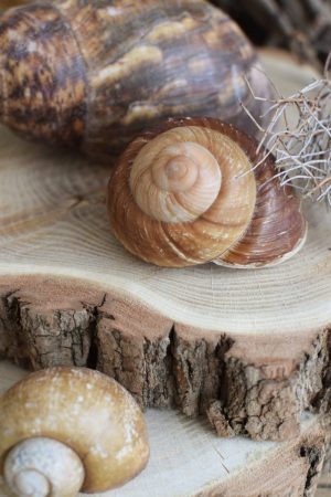 Schnecke Naturdeko Deko mit Natur Schneckenhaus Schneckenhäuser groß kreativsein basteln