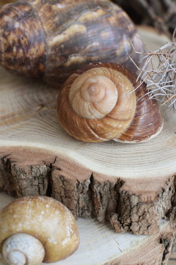 Schnecke Naturdeko Deko mit Natur Schneckenhaus Schneckenhäuser groß kreativsein basteln