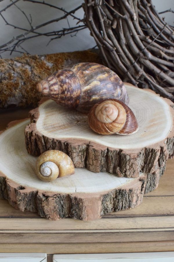 Achat Schnecke Naturdeko Deko mit Natur Schneckenhaus Schneckenhäuser groß kreativsein basteln