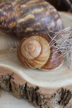 Schnecke Naturdeko Deko mit Natur Schneckenhaus Schneckenhäuser groß kreativsein basteln