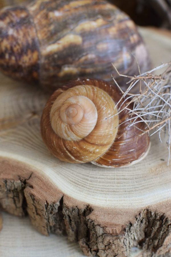 Schnecke Naturdeko Deko mit Natur Schneckenhaus Schneckenhäuser groß kreativsein basteln