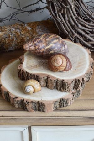 Achat Schnecke Naturdeko Deko mit Natur Schneckenhaus Schneckenhäuser groß kreativsein basteln