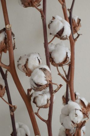 Baumwollblüten Baumwolle getrocknete Blüten Naturdeko Kreativsein Basteln Dekoidee
