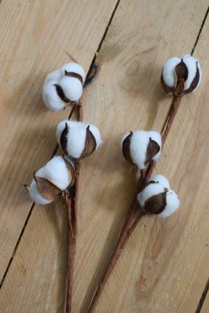 Baumwolle fixiert. Trockenblumen getrocknet vom Mrs Greenery Shop