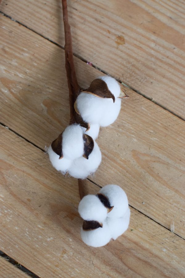 Baumwolle fixiert. Trockenblumen getrocknet vom Mrs Greenery Shop
